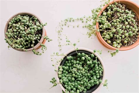 String Of Pearls Plant Care And Growing Guide