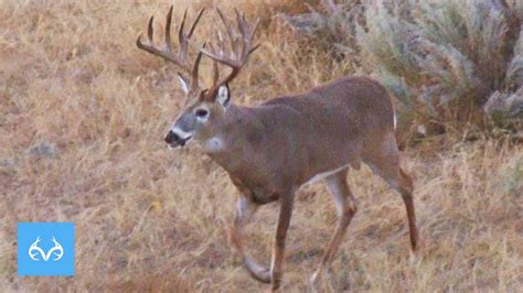 Low Shot On 180 Buck Giant Oklahoma Whitetail Monster Bucks