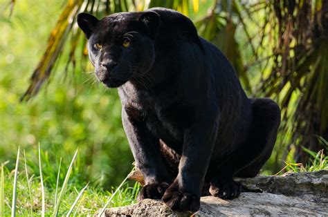 Black Panther Jungle Cat Black Jaguar Animal Wallpaper Black Jaguar