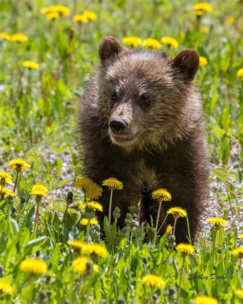 Grizzly Bear Cub Photohop