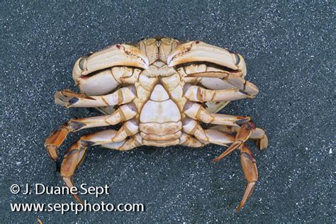 Intertidal Marine Life Of The Pnw Duane Sept Photography