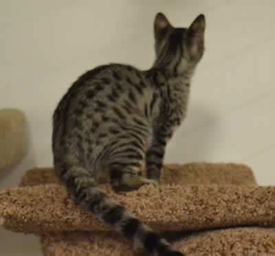 The savannah cat is the largest of the cat breeds. F3 Savannah Cat Queens by Amanukats Bred for Beauty and size.