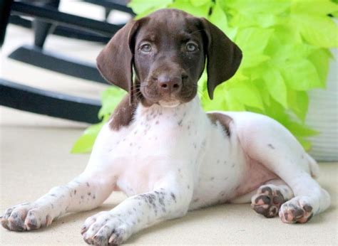 Lab Pointer Mix Puppies For Adoption Puppy And Pets