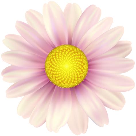 Pink Daisy Flowers Clipart Kremi Png