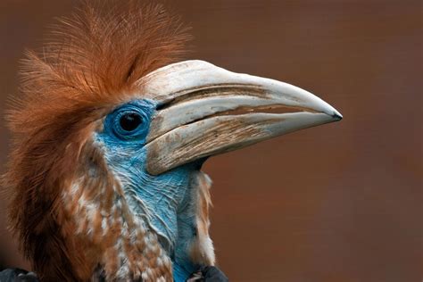 Yellow Casqued Hornbill Disney Aesthetic Royalty Free Images Birds