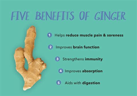 Benefits Of Ginger Root Sprout Living