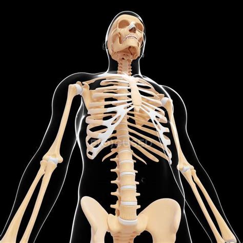 Skelettsystem Des Menschen — Lendenwirbelsäule Knochen Stock Photo