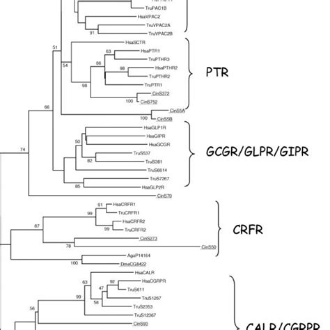 Phylogenetic Position Of The Protostome And Deuterostome Genomes