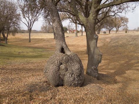 Paso Robles In Photos Unusual Oak Tree Trunk Shapes