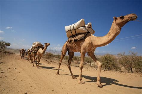 Camel Caravan In Ethiopia Afar Region Stock Photo Image Of