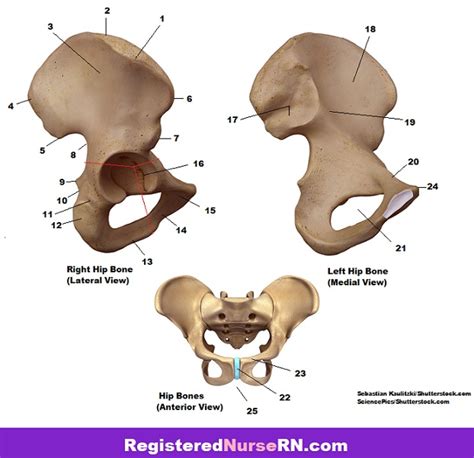 Functional anatomy of the male. Pelvis Anatomy Quiz