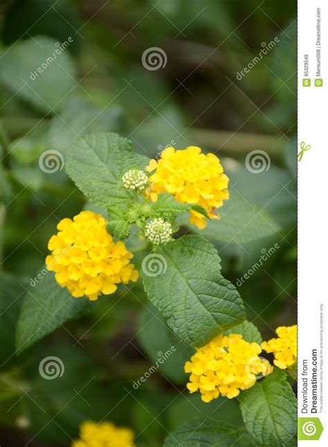 Lantana Camara Flower In Nature Garden Stock Photo Image Of Camara