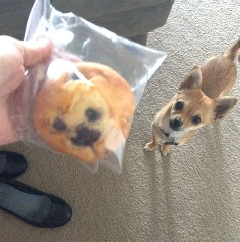 15 Dogs That Look Exactly Like Other Things