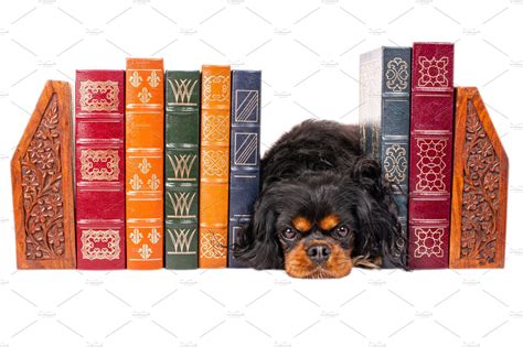 Cute Dog Between Classic Books High Quality Animal Stock Photos