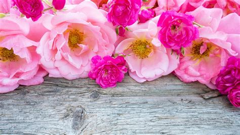 Pink Rose Backgrounds ·① Wallpapertag