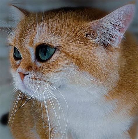 Top 50 Best Korean Cat Names For Your Cute Kitten