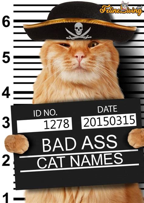 202 Funny Cat Names For Your Crazy Furball