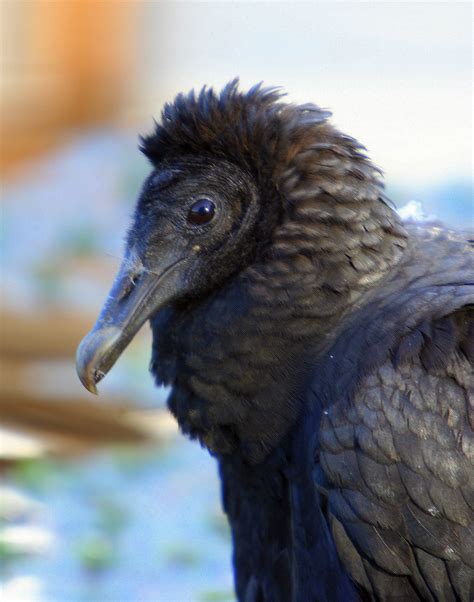 Black Buzzard Nancy Nichols Such A Cutie Pet Birds Vulture