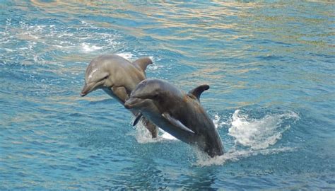 up govt to conduct gangetic dolphin survey from oct 5 8 environment news zee news