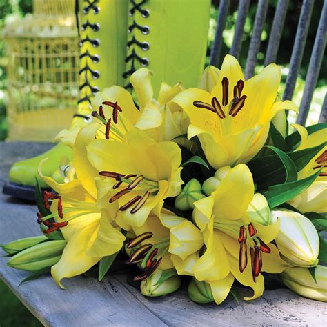 Lily Oriental Trumpet Ot Yelloween 5 Bulbs Longfield Gardens