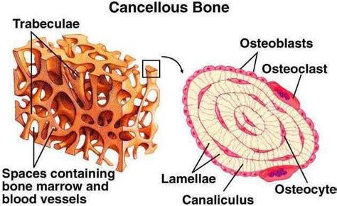 Chapter 9 Cancellous Bone Anatomy Bones Basic Anatomy And Physiology