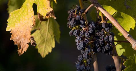 Record Heat Turned Lots Of Napas Wine Grapes Into Raisins