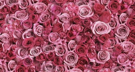 Download Image Beautiful Red Rose Wallpaper