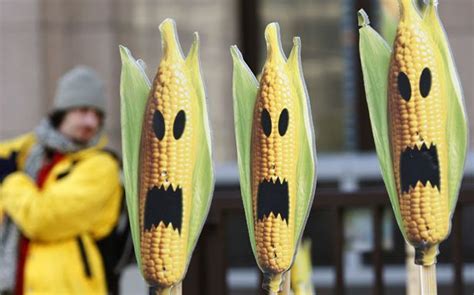 Scientists Savage Study Purportedly Showing Health Dangers Of Monsanto