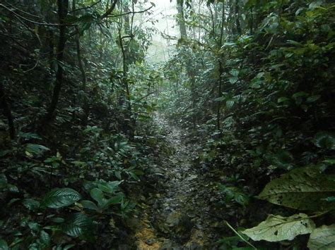Jungle Rain Tropical · Free Photo On Pixabay
