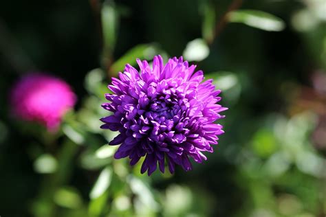 Astra Flower Purple · Free Photo On Pixabay