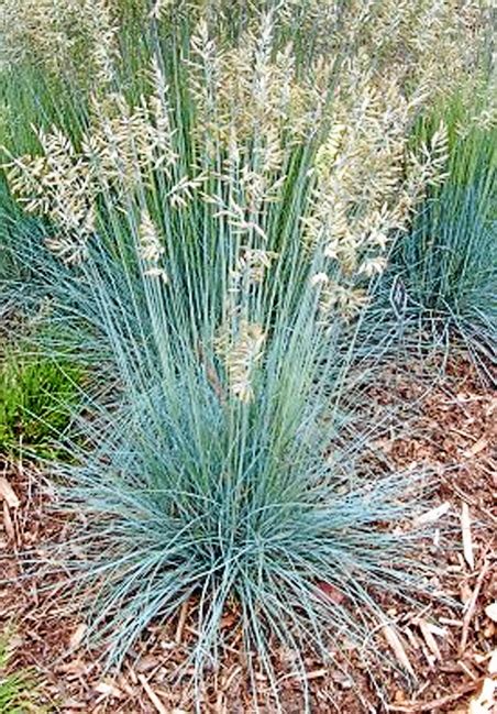 Blue Oat Grass Can Accent Any Area Garden Display Daily News