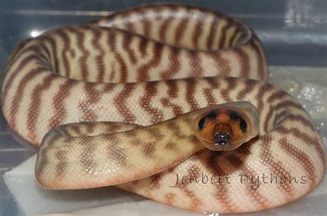 Tanami Woma Python By Jenbert Pythons Pet Snake Snake Art Lovely