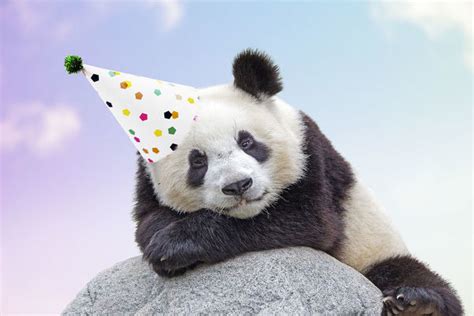 giant panda wearing birthday party hat print