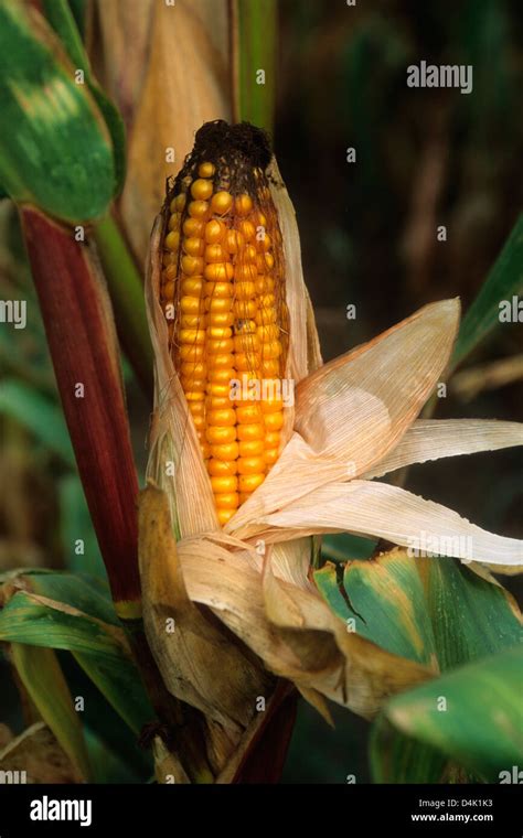 Corn Cob Maize Zea Mays Stock Photo Alamy