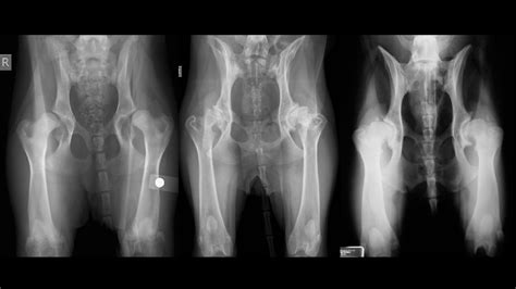 Hip Dysplasia In Dogs Kyon