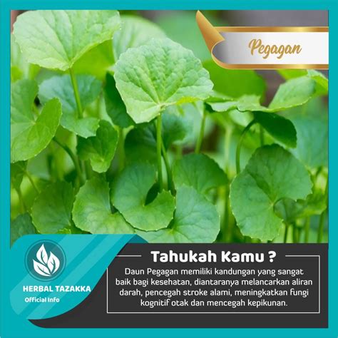 Jual Kapsul Pegagan Tazakka Original Obat Herbal Darah Lancar Official