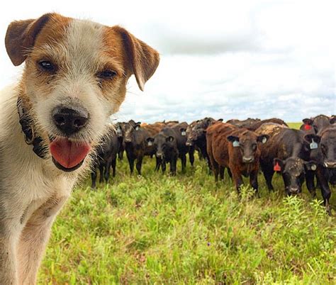 Albums 101 Pictures Pictures Of Farm Dogs Sharp