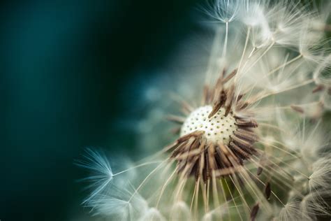 Macro Shoot Photography Of White Dandelion Flower Hd Wallpaper