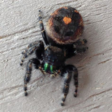 Bold Jumping Spider Project Noah