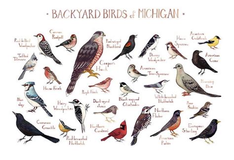 This would act to guide birds in the right. Michigan Backyard Birds Field Guide Art Print / Watercolor | Etsy