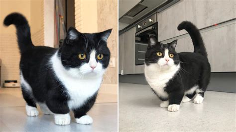 Meet ‘manchester The Cute Little Cat With Very Short Legs Proper