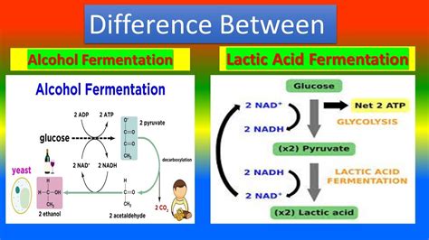 Difference Between Alcohol Fermentation And Lactic Acid Fermentation