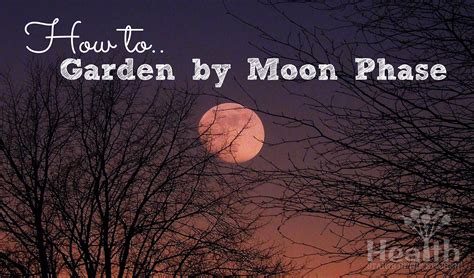 Gardening By Moon Phase Health Starts In The Kitchen Witchy Garden