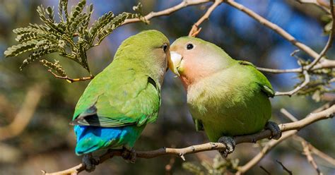 Ask Kenn Kaufman: Are Lovebirds Really More Affectionate Than Other 