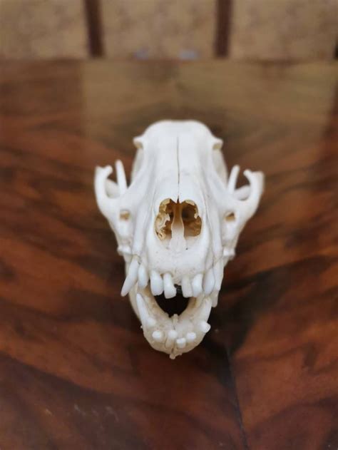 European Wild Racoon Dog Skull Head Home Decor Display Etsy