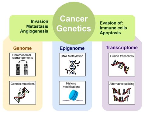 Ijms Free Full Text Multi Omics Model Applied To Cancer Genetics