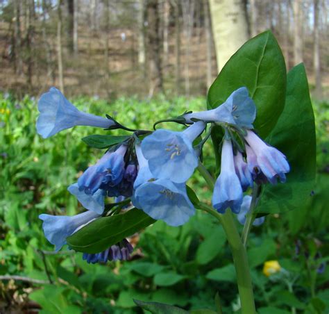 Virginia Bluebells Sharing A Patch Of Lush Bottomland With Flickr