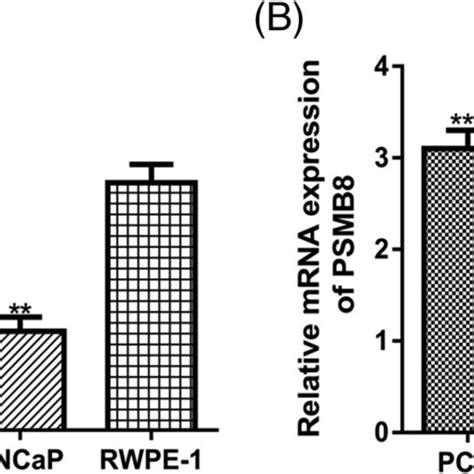 qrt‐pcr showed a mir‐451a expression was decreased and b psmb8 download scientific diagram