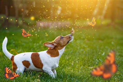 Jack Russell Puppy Dog With Butterfly On His Nose Stock Photo