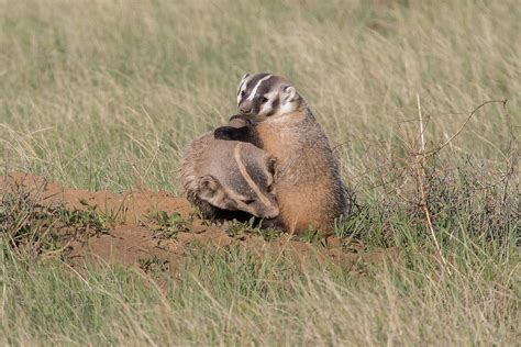 American Badger Cub Climbs On Its Mother Photograph By Tony Hake Fine